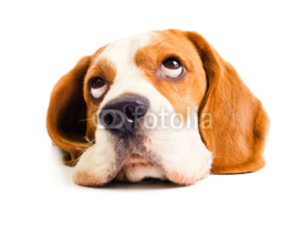 Naklejki beagle head