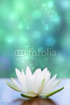 Fototapety white water lilly flower