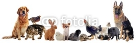 Fototapety groupe d'animaux domestiques