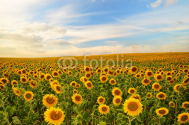 Fototapety sunflowers
