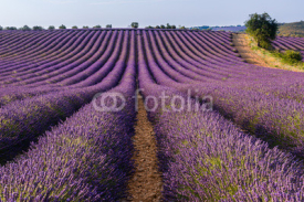 Fototapety Lavender field in Valensole plateau, Provence, (France)