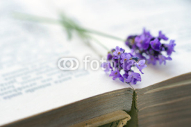 Naklejki Open book with blue lavender