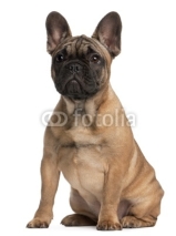 Obrazy i plakaty French bulldog puppy, 4 months old, sitting