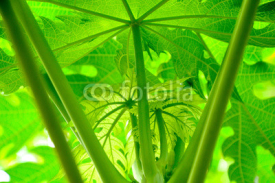 Naklejki Papaya leaves