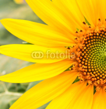 Naklejki Sunflower