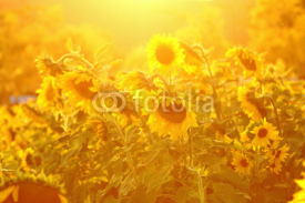 Naklejki Sunflower