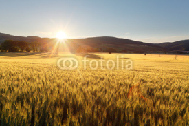 Naklejki Sunset over wheat field.