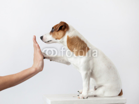 Fototapety Dog greeting and human