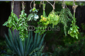 Fototapety Set of herbs hanging and drying