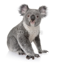 Obrazy i plakaty Side view of Young koala, Phascolarctos cinereus, sitting