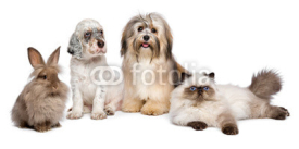 Fototapety Group of young dogs, cat, rabbit in front of white