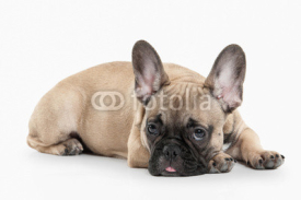 Obrazy i plakaty Dog. French bulldog puppy on white background