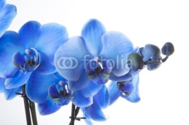 Fototapety Orchidée Bleue