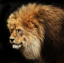 Naklejki Portrait of a male lion isolated on black background