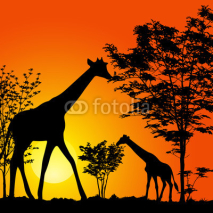Fototapety giraffes silhouette