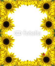 Fototapety frame of gold sunflowers