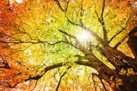 Naklejki Herbst-Baum