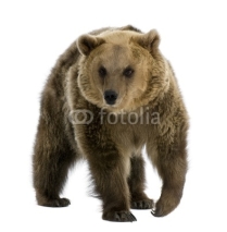 Naklejki Brown Bear, 8 years old, walking in front of white background