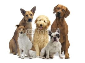 Fototapety Hundegruppe 5 Rassen