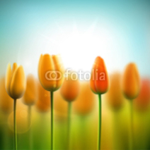 Fototapety Spring background with tulips