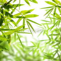 Obrazy i plakaty bamboo leaves isolated on a white background