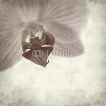 Naklejki textured old paper background with phalaenopsis;