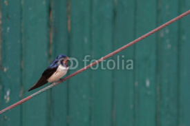 Naklejki swallow on wire