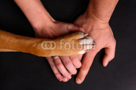 Obrazy i plakaty Dog paw on human hands