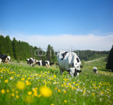 Obrazy i plakaty Cows