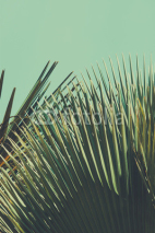 Obrazy i plakaty Abstrac tropical vintage background. Retro toned.