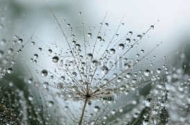 Obrazy i plakaty dandelion seeds with drops
