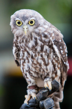 Naklejki Barking Owl