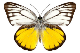 Obrazy i plakaty Butterfly species Cepora aspasia "orange gull"