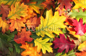 Fototapety Artistic colorful oak autumn season leaves background.
