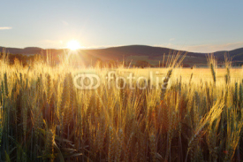 Naklejki Sunset over wheat field