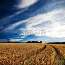 Naklejki Dramatic sky over a golden wheatfield
