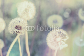 Fototapety close up of Dandelion with abstract color