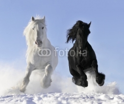 Fototapety white and black horse