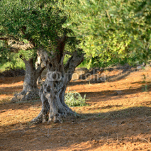 Naklejki Olive trees