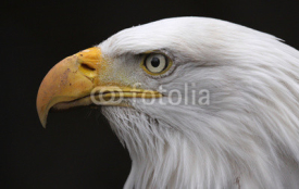 Obrazy i plakaty Bald Eagle Side View (Haliaeetus leucocephalus)