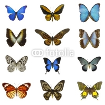 Fototapety 12 different butterflies