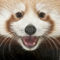 Fototapety Close-up of Young Red panda or Shining cat, Ailurus fulgens