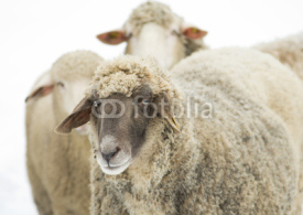 Naklejki Sheep with black head