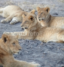 Fototapety Lions at rest