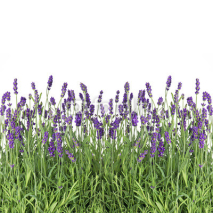 Naklejki fresh lavender flowers isolated on white