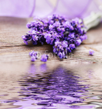 Fototapety Lavendelblüten mit Spiegelung