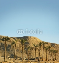 Naklejki A beautiful southern desert background with palm trees