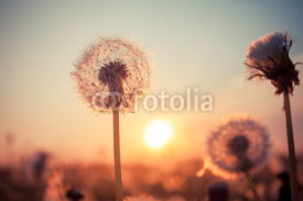Naklejki Real field and dandelion at sunset