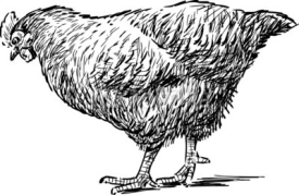 Naklejki sketch of the hen