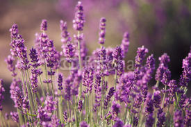 Naklejki Lavender flowers in the field